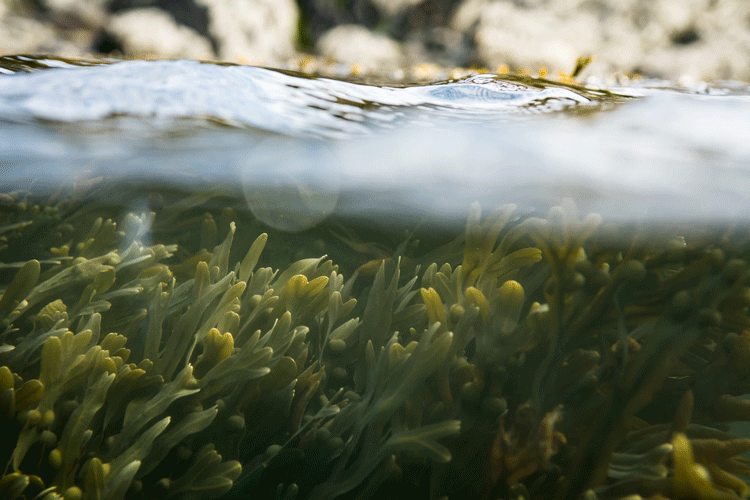 Bladderwrack-9